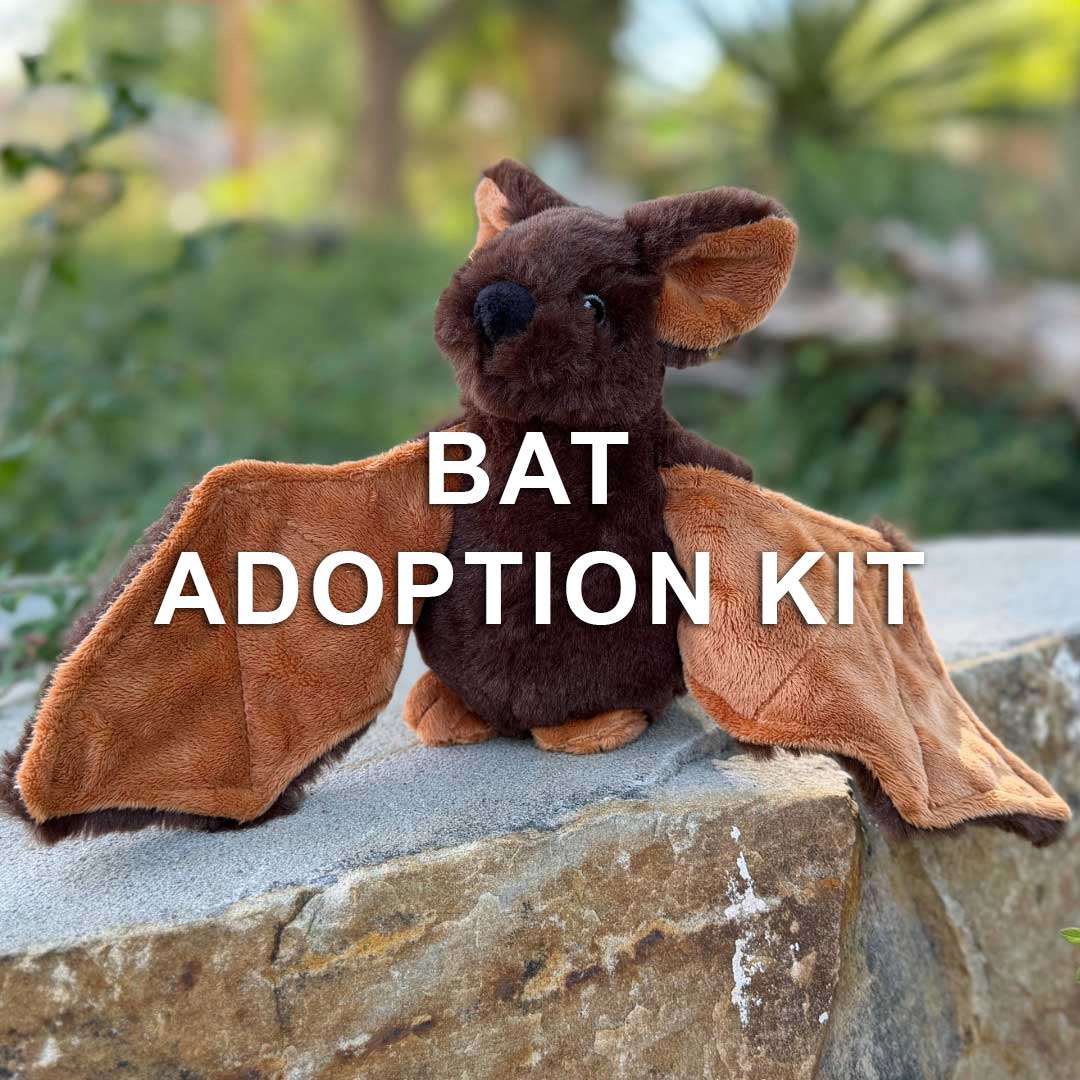 A plush bat with soft brown fur and large wings sits on a stone ledge outdoors. Text over the image reads “Bat Adoption Kit,” inviting you to adopt a plush bat and bring home your own adorable companion.