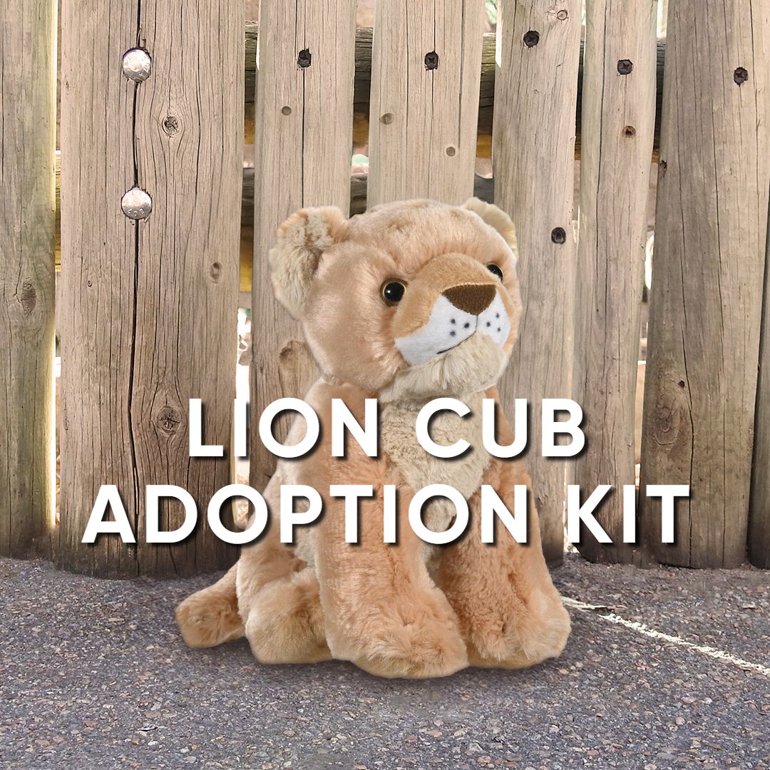 A plush lion cub toy rests on concrete before a wooden fence. Text over the image reads: Lion Cub Adoption Kit, inspired by Predator Ridge.
