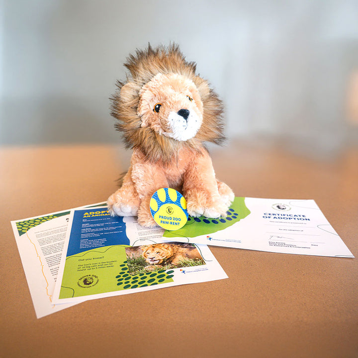 A plush African wild dog toy sits on a table with a tennis ball, an adoption certificate, a pamphlet about endangered species, and a photo of a real wild dog arranged around it.