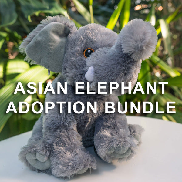adopt-elephant_grande.jpg?v=