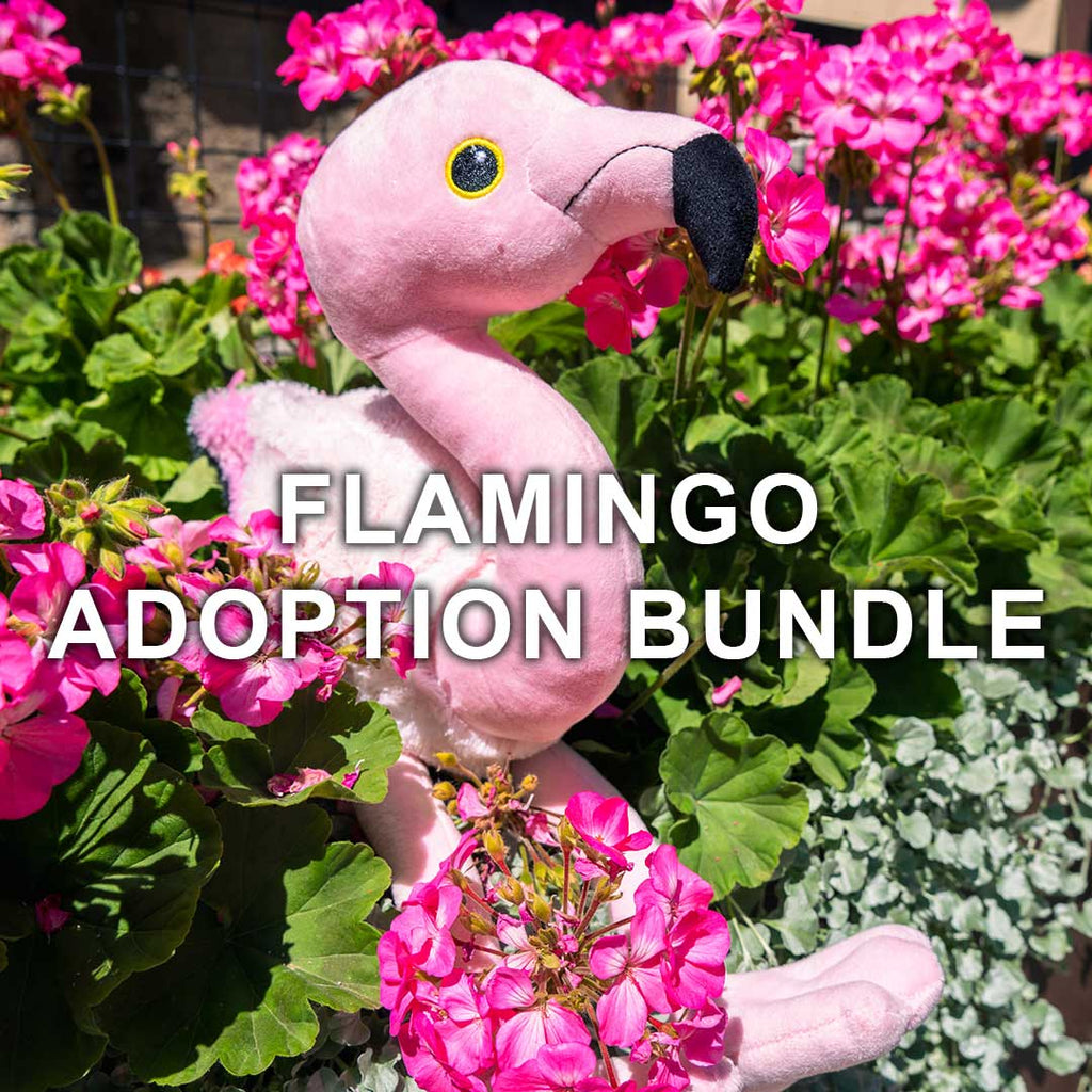Flamingo Adoption Bundle – DZCA Online Store