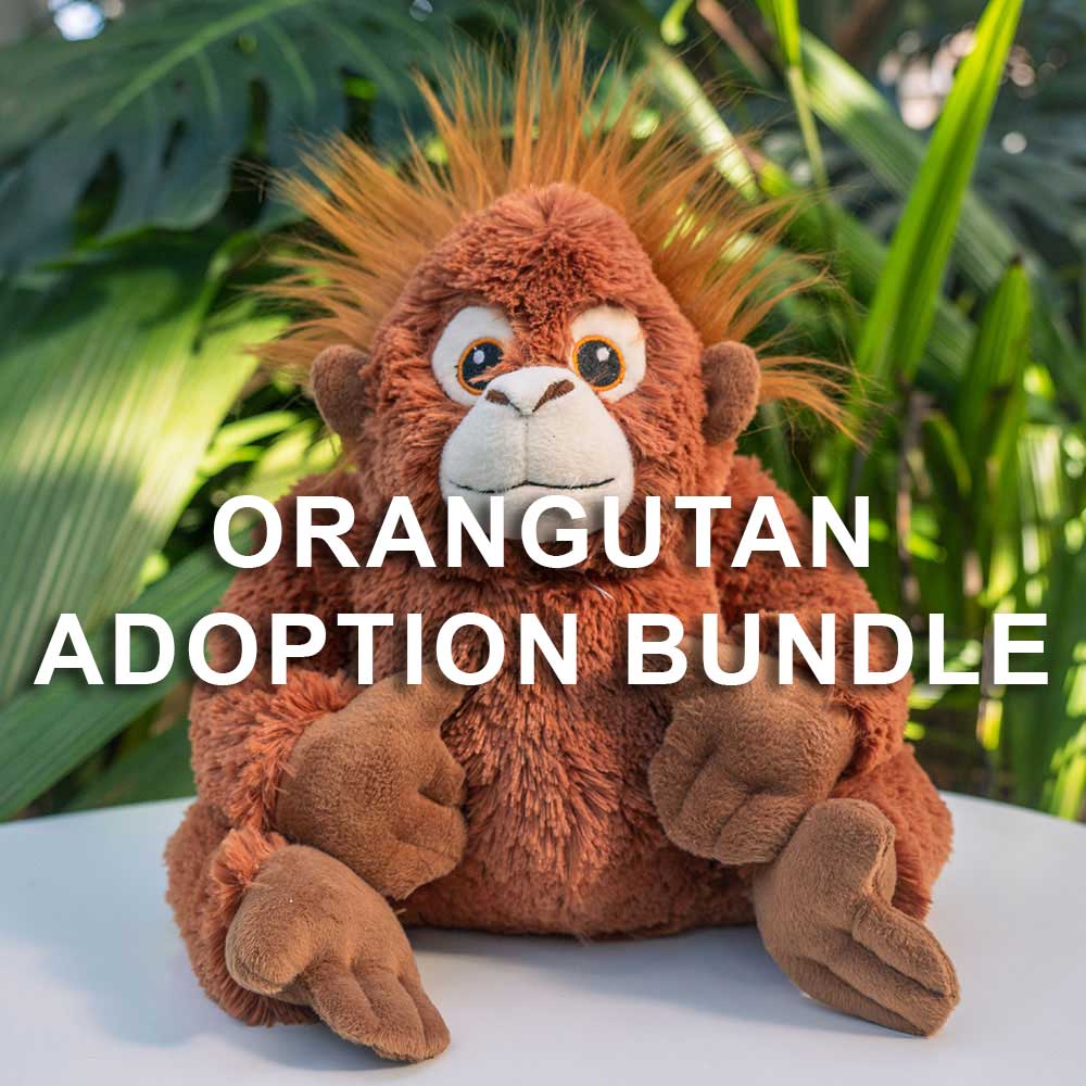 A plush orangutan toy from the Orangutan Adoption Bundle rests on a white surface with green leaves behind it, representing the Sumatran orangutan adoption program by Denver Zoo Conservation Alliance.