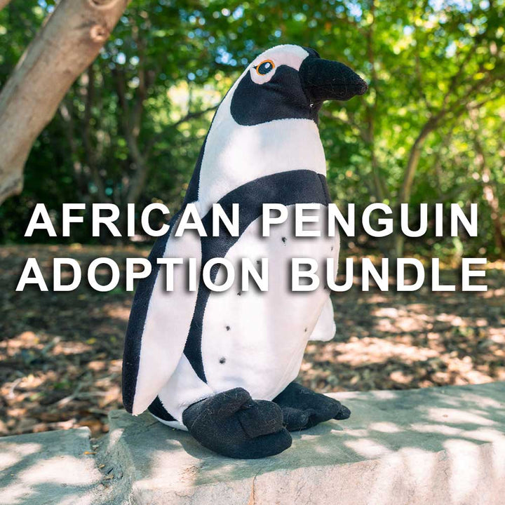 A plush African penguin toy sits on a stone ledge under sunlight and trees. Text reads: African Penguin Adoption Bundle—support penguin conservation with this special adoption package.