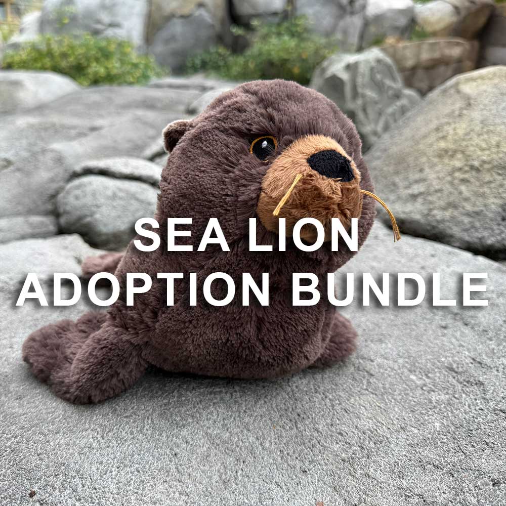 A plush sea lion toy sits on gray rocks with greenery in the background. Bold white text reads, Sea Lion Adoption Bundle—celebrate California sea lions with this Sea Lion Adoption Bundle gift from Denver Zoo.
