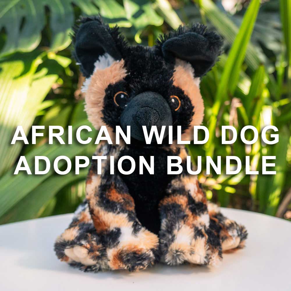 A plush African painted dog toy sits on a table with green plants behind it. Text reads: African Wild Dog Adoption Bundle, part of Denver Zoo’s animal adoption program.