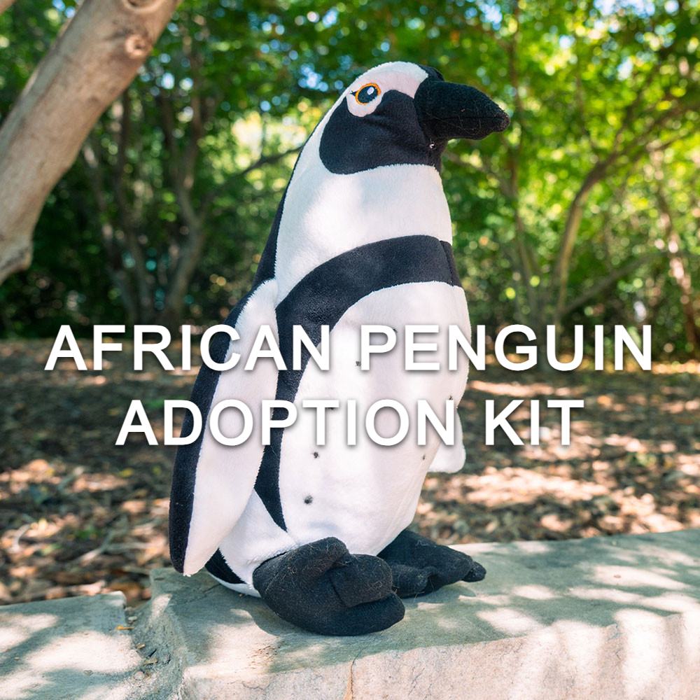 A plush African Penguin toy rests on a sunlit rock among green trees. White text says: African Penguin Adoption Kit—support penguin conservation with every kit.