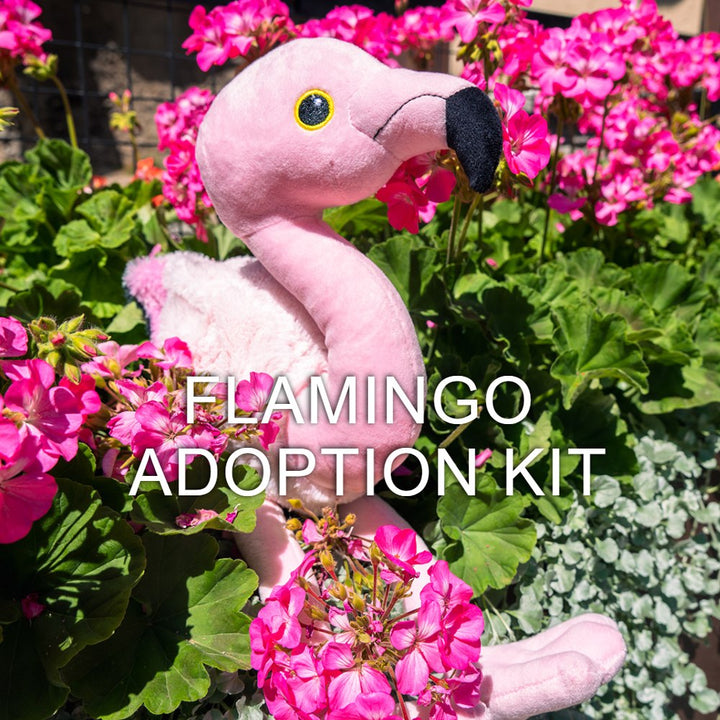 A pink plush flamingo toy sits among vibrant flowers and green leaves. Text reads: Flamingo Adoption Kit—support animal conservation with this fun, adorable gift.