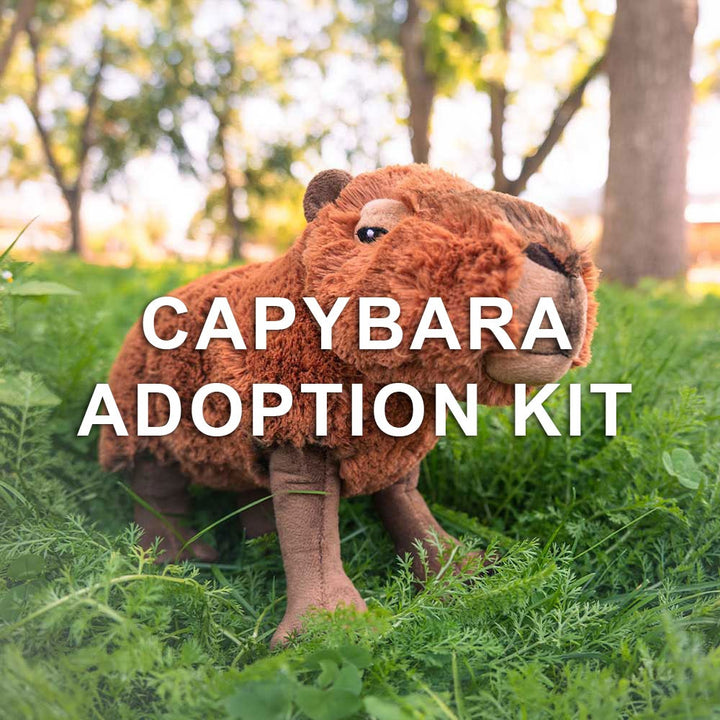 A plush capybara toy stands on grass with trees behind it. Overlaid text shows "Capybara Adoption Kit," making this a unique gift for animal lovers or anyone interested in adopting a plush capybara.