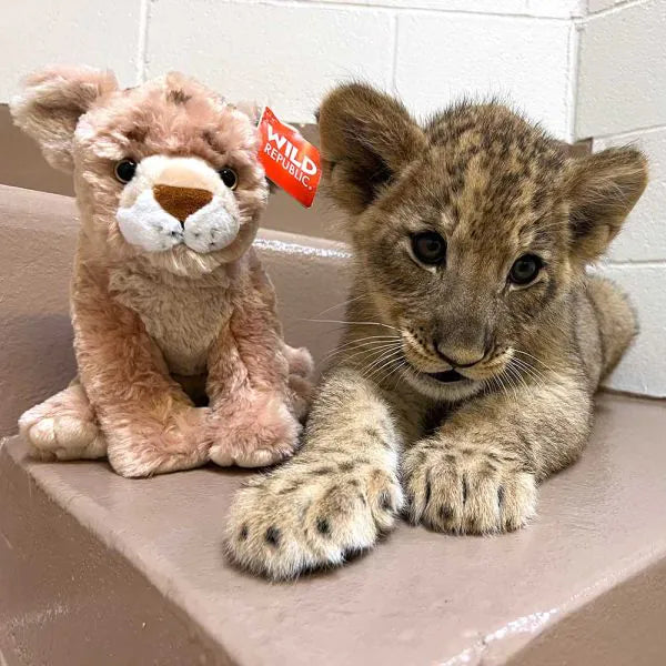 An African lion cub lies on a beige step next to a plush from the Lion Cub Adoption Bundle by Wild Republic. Both face the camera in Predator Ridge, with white tiled walls in the indoor setting.