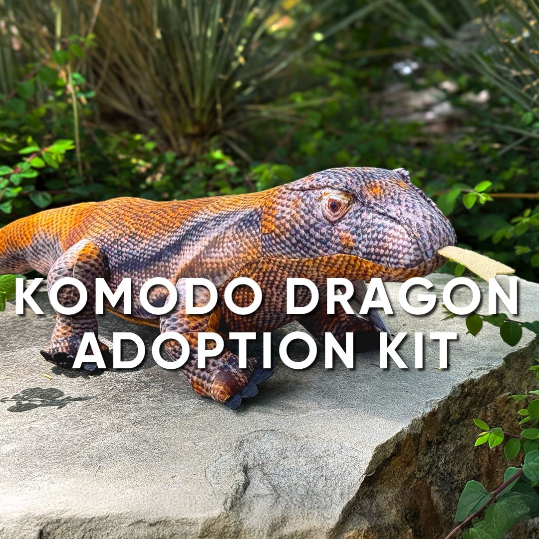 A plush Komodo dragon toy sits on a rock with green plants around it. Bold white text reads: Komodo Dragon Adoption Kit—perfect for animal adoption kit fans.