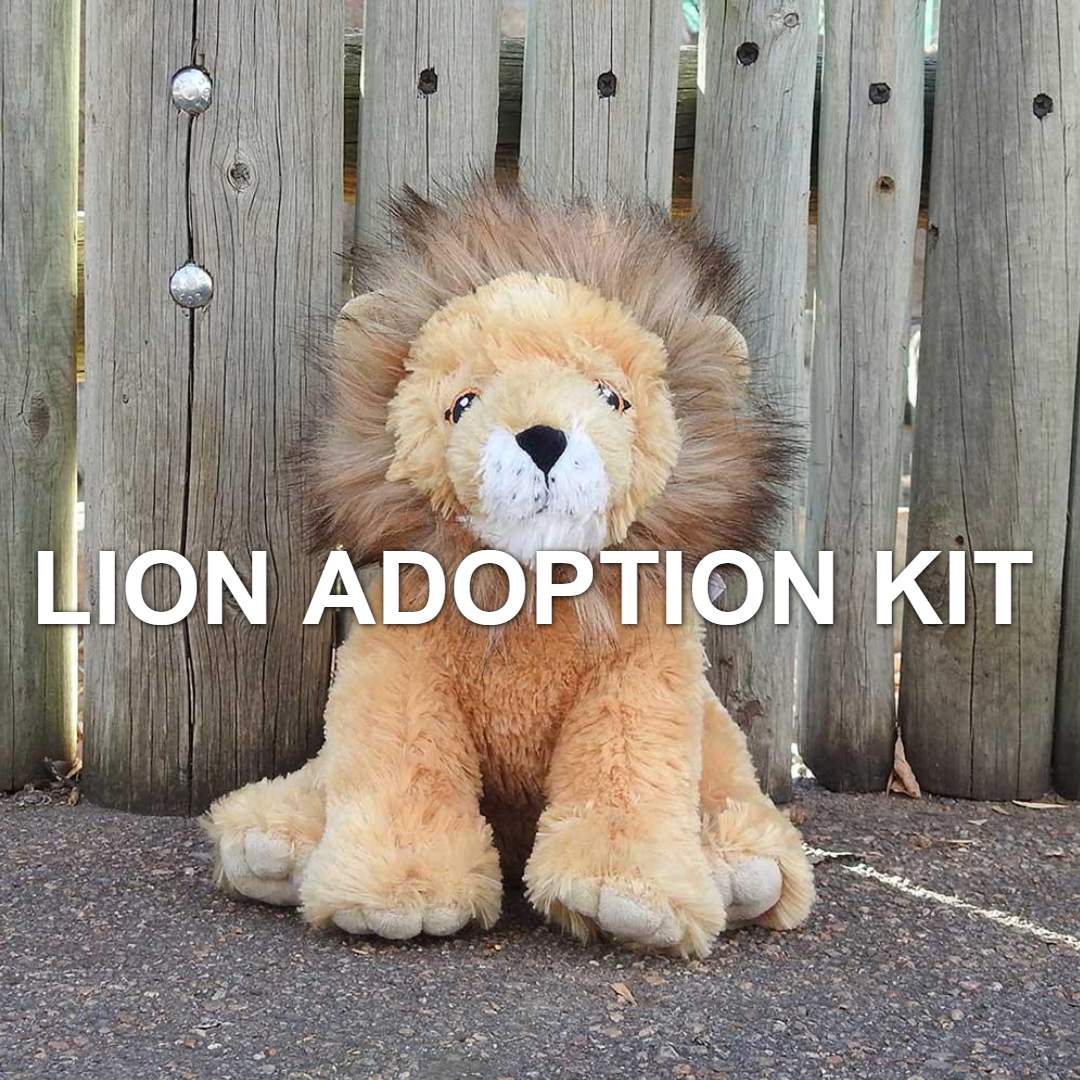 A plush lion toy sits before a wooden fence. Bold text reads Lion Adoption Kit, supporting African lion adoption and the Denver Zoo Conservation Alliance's work at Predator Ridge.