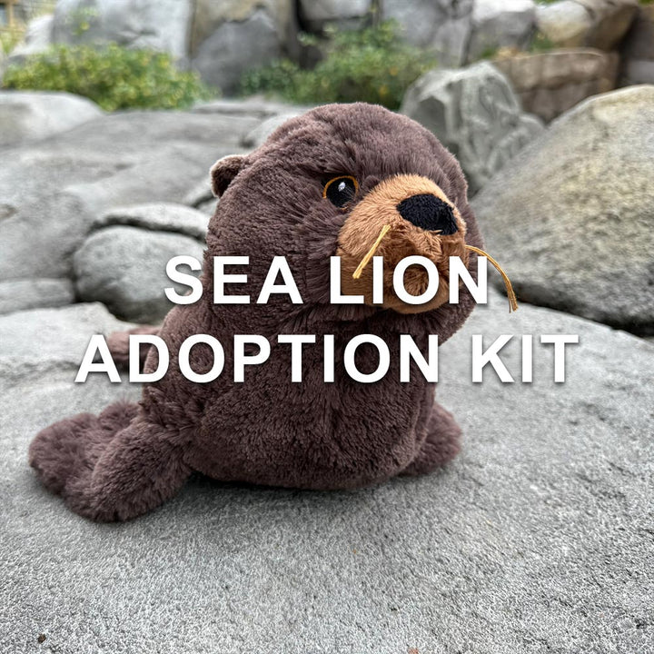 A plush sea lion toy rests on grey rocks outdoors, with “Sea Lion Adoption Kit” in bold white letters over the image, showcasing this adorable animal adoption kit.