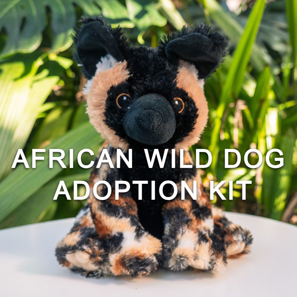 A plush African wild dog sits on a white surface with green plants behind it. Text reads: "African Wild Dog Adoption Kit," supporting endangered species and the Denver Zoo Conservation Alliance.