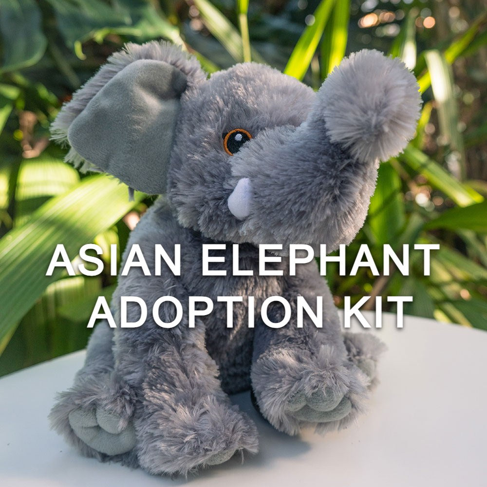 A gray plush elephant toy is displayed with green plants behind it. Text reads "Asian Elephant Adoption Kit"—supporting Denver Zoo Conservation and helping endangered Asian elephants.