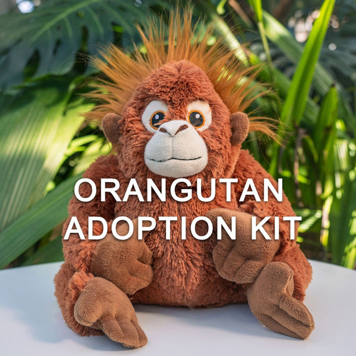 A plush orangutan toy with spiky orange fur sits on a white surface before green leaves. “Orangutan Adoption Kit” is boldly displayed, highlighting support for Sumatran orangutans and the Species Survival Program.