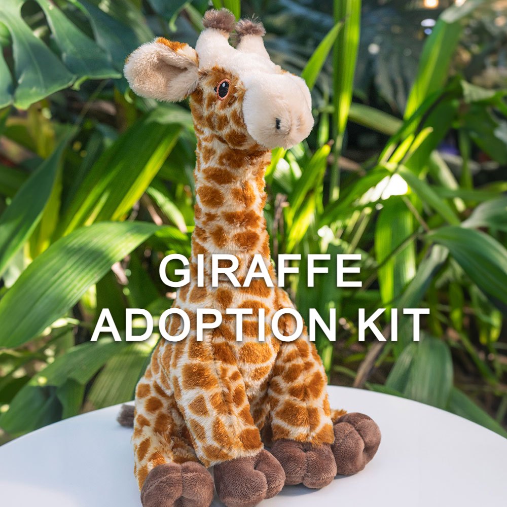A Giraffe Adoption Kit plush toy sits on a white surface with tropical plants behind it. Text reads, "Giraffe Adoption Kit"—supporting giraffe adoption and conservation at the Denver Zoo.